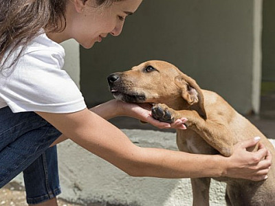 Tamboré recebe Feira de Adoção de Animais do Cepad, nesta sexta-feira (6)