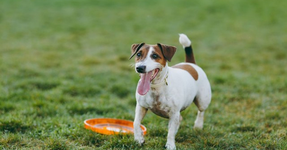 Com aumento de adoções, pet places viram tendência