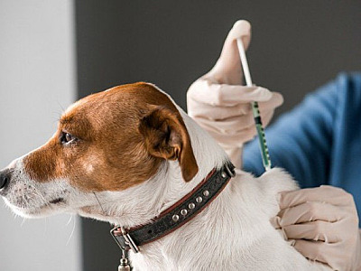 Grupo Petz promove vacinação contra raiva em domicílio durante o mês de agosto