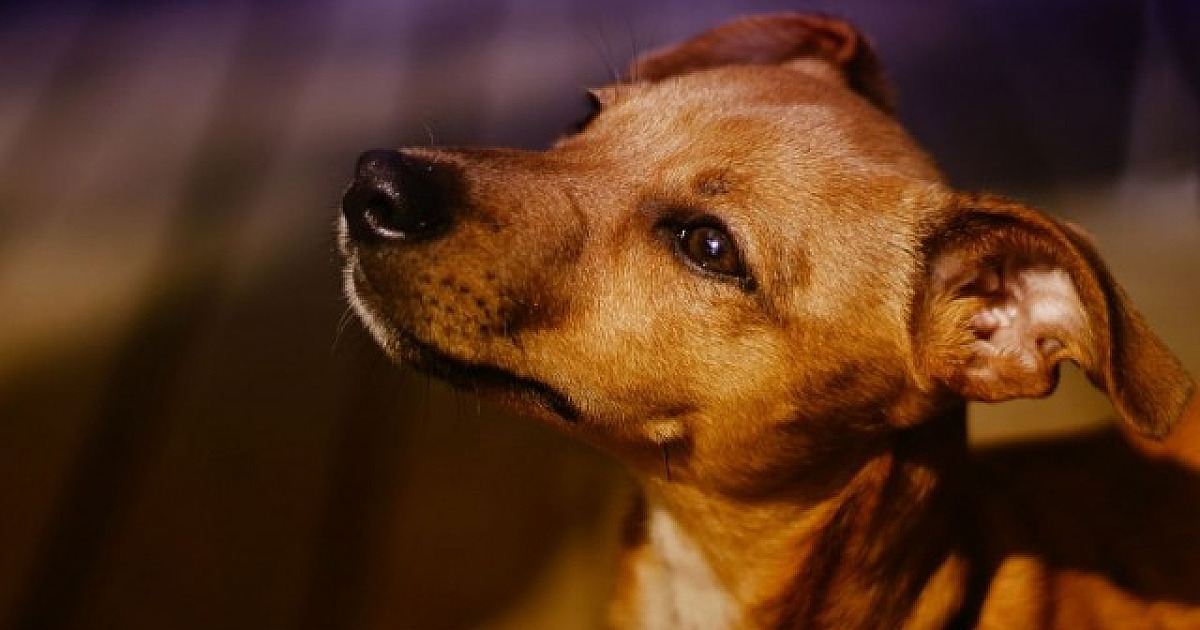 Alphaville recebe feiras de adoção de pets neste fim de semana