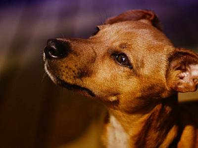 Alphaville recebe feiras de adoção de pets neste fim de semana