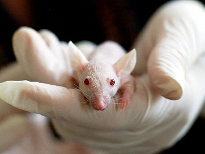 Câmara aprova projeto que proíbe testes de cosméticos em animais