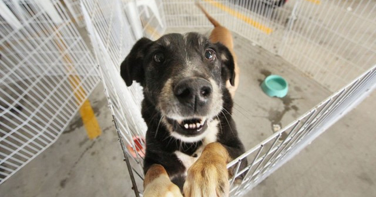 Parque Ecológico em Alphaville recebe feira de adoção de pets neste sábado (30)