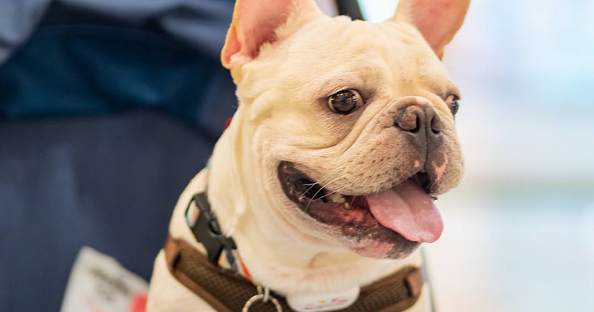 7 lugares pet friendly em Alphaville para aproveitar as férias