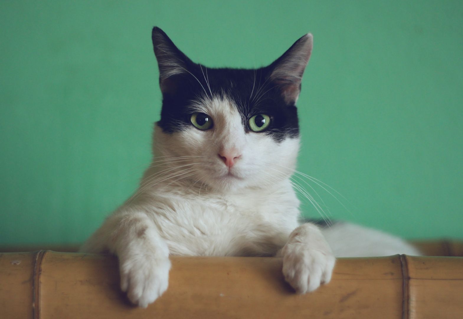Cobasi promove mostra de gatos em parceria com a Premier, no Tamboré