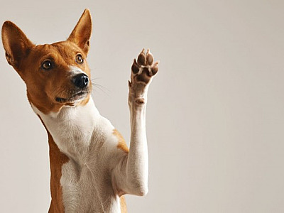 Prefeitura de Barueri promove feiras de adoção de pets durante dezembro