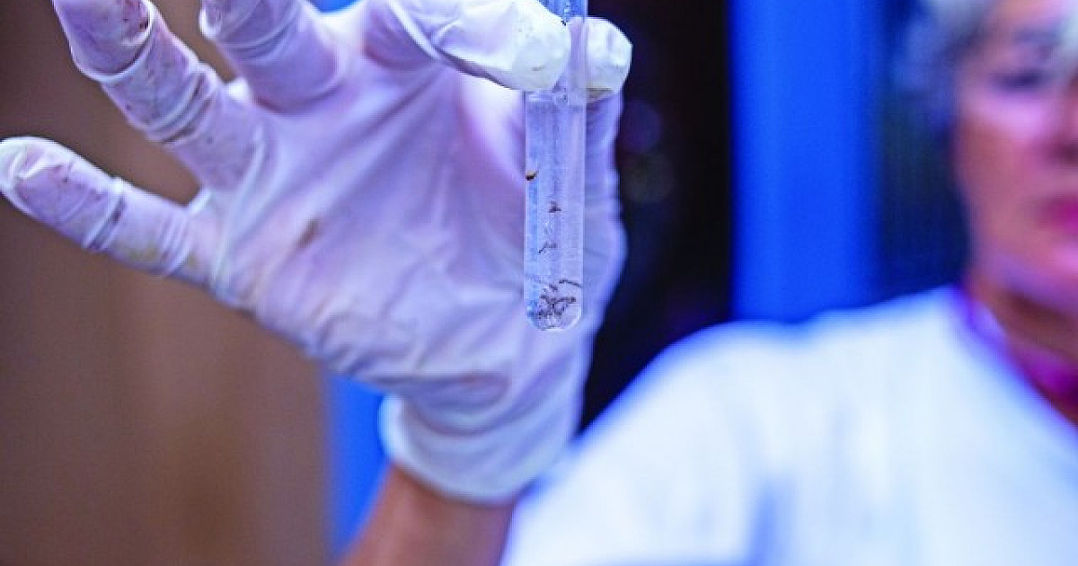 Barueri e Santana de Parnaíba têm juntas mais de 2 mil casos confirmados de dengue