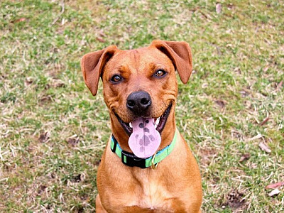 Confira as feiras de adoção de pets em Alphaville neste fim de semana