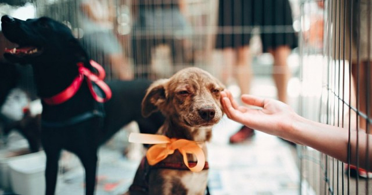 Shopping Tamboré promove feira de adoção de pets neste sábado (12)