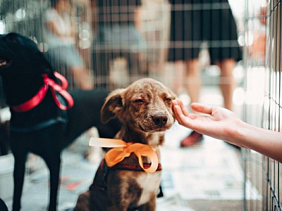 Shopping Tamboré promove feira de adoção de pets neste sábado (12)