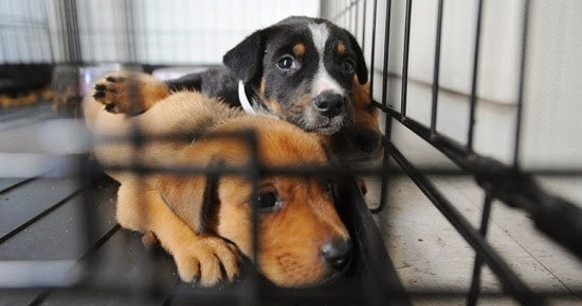 Facebook proíbe venda de animais na plataforma; usuários podem denunciar vendas
