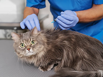 Animais podem ser vacinados a partir dos 3 meses