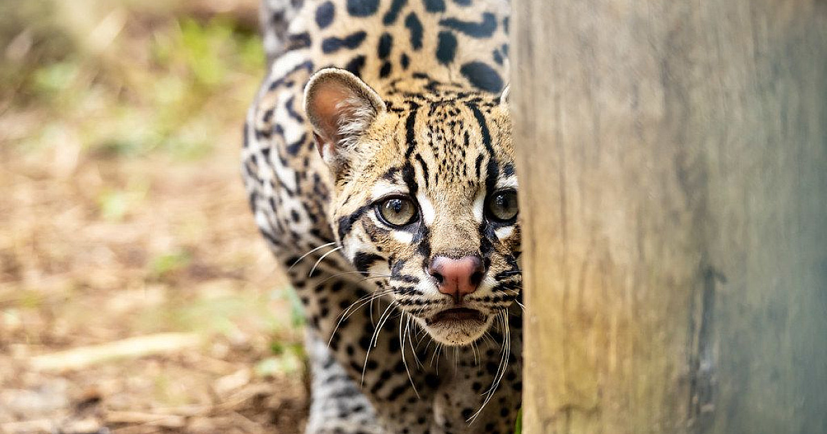 Após 20 anos, Simba Safari reabre em São Paulo com experiência imersiva entre animais