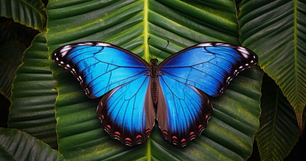 Em parceria com a Unicamp, Alpha Square Mall promove exposição sobre borboletas e mariposas
