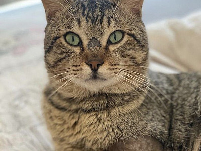 ONG House of Cats realiza campanha para arrecadação de tampinhas e lacres