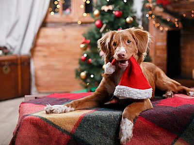 DogHero e Petlove contam com promoções especiais na Black Friday
