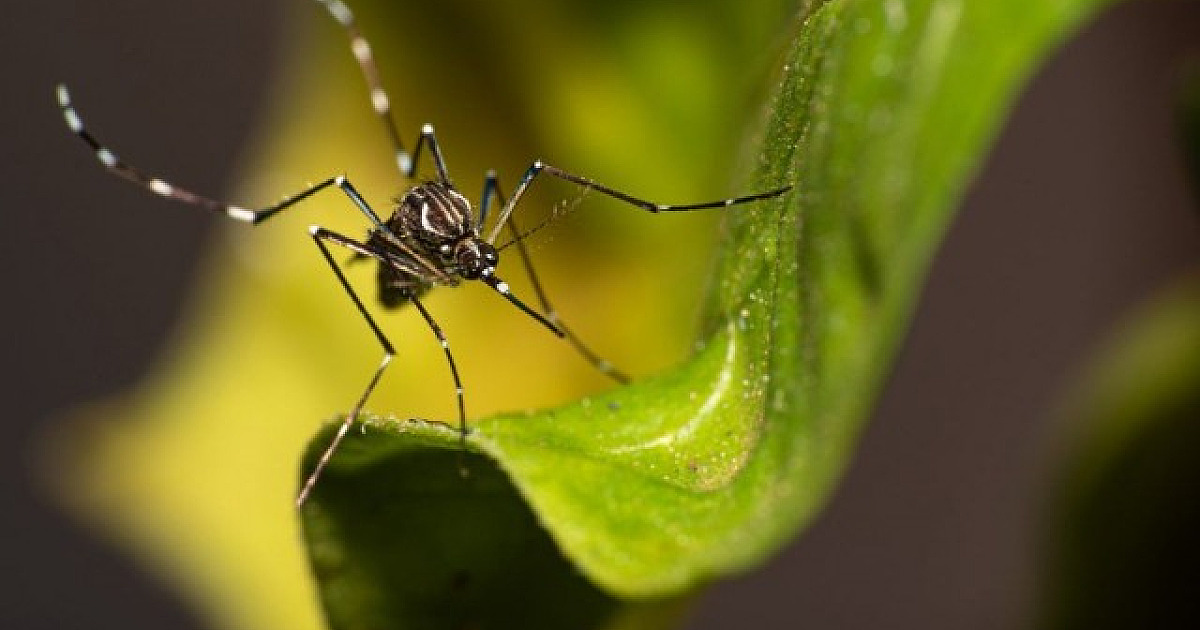 Com foco na prevenção, Governo de SP realiza semana de mobilização contra a dengue
