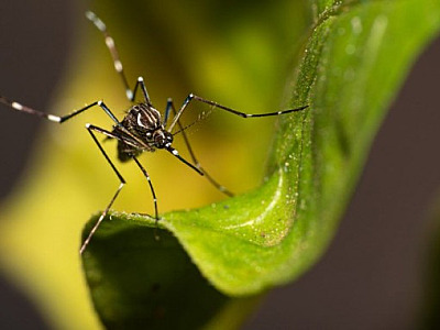 Com foco na prevenção, Governo de SP realiza semana de mobilização contra a dengue