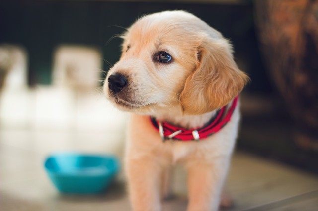 Pets podem ajudar a combater solidão na quarentena