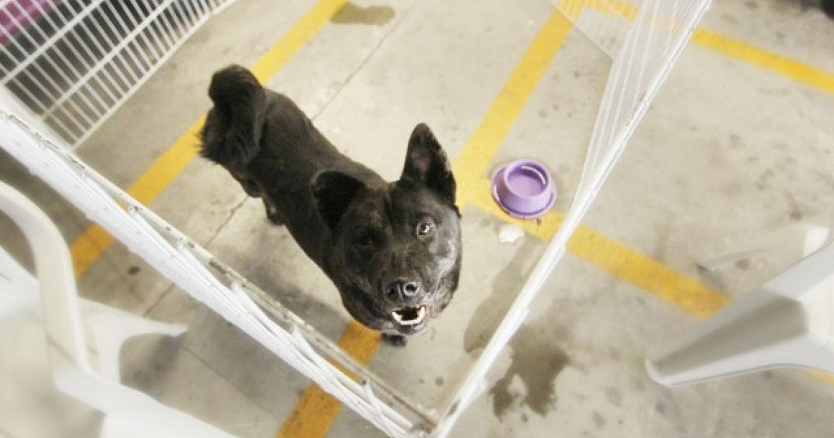Em novembro, Alphaville receberá seis feiras de adoção de pets promovidas pelo Cepad