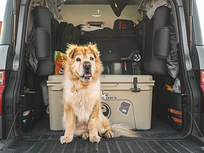 Verão: viajar com animais requer cuidados especiais