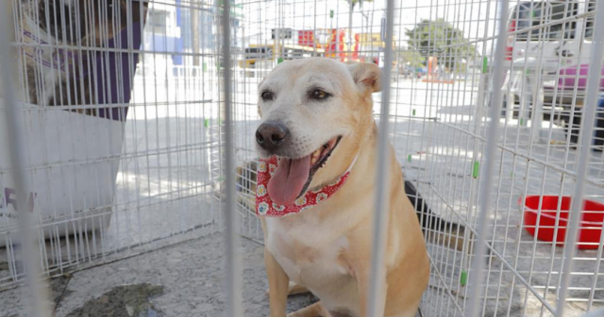 Confira as feiras de adoção de pets em Alphaville neste fim de semana