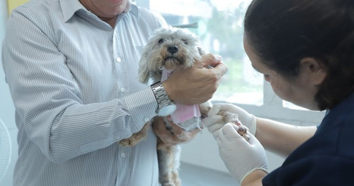 Barueri abre agendamento para castração de pets nesta quarta-feira (8)