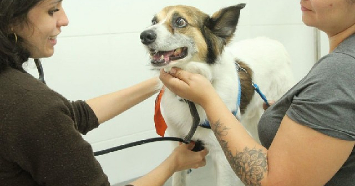 Agendamento para castração de cães e gatos em Barueri será aberto no dia 4 de outubro