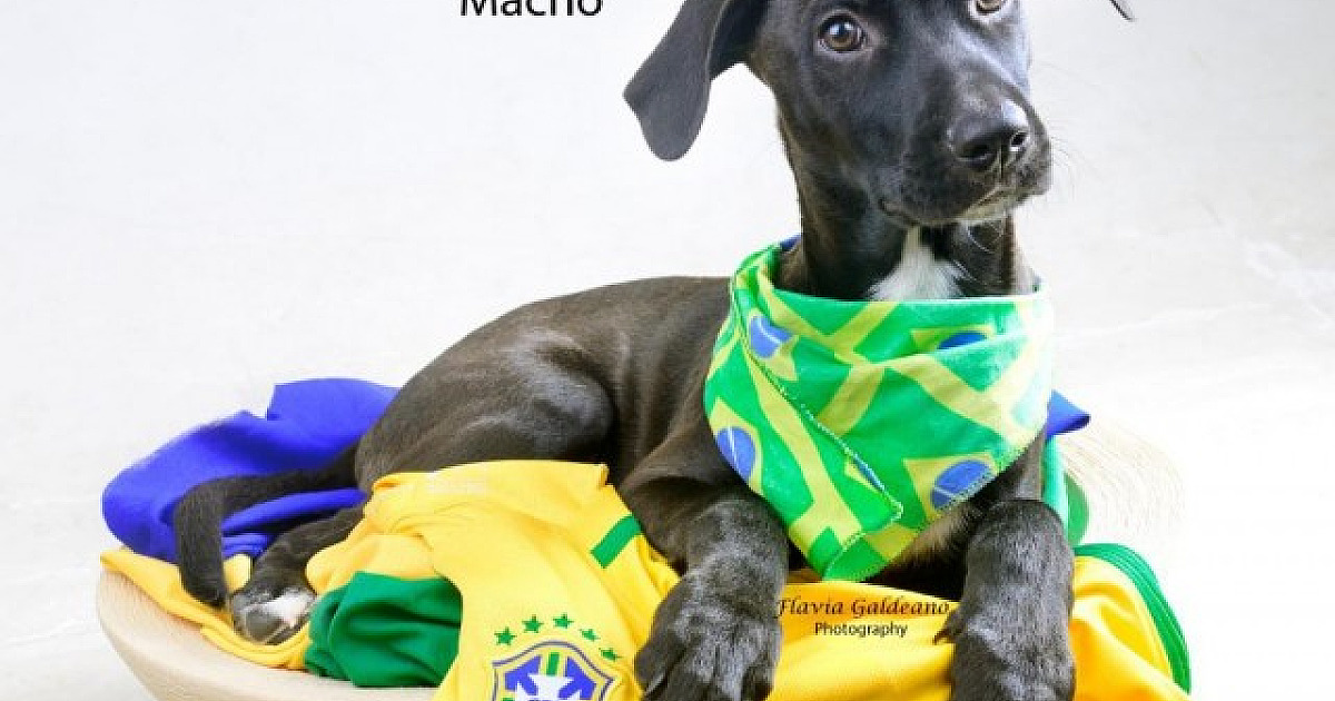 Alphaville recebe feiras de adoção de animais neste fim de semana
