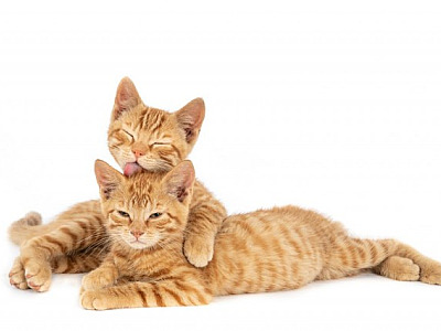 Barueri abre agendamento online para castração gratuita de pets nesta quarta (5)