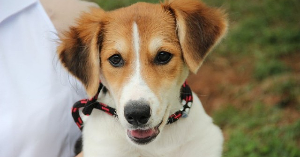 Barueri promove feira de adoção de animais em Alphaville