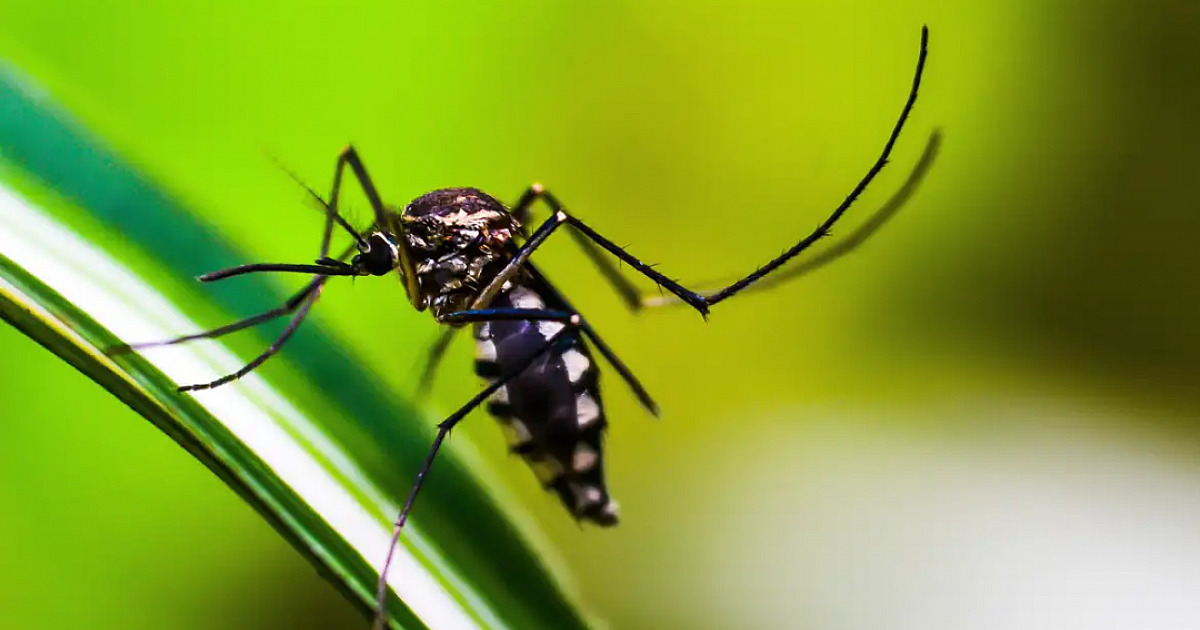 Ministério da Saúde intensificará mobilização contra dengue no Brasil