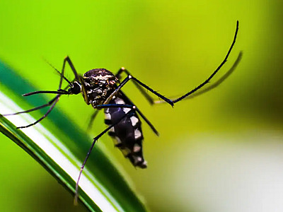Ministério da Saúde intensificará mobilização contra dengue no Brasil
