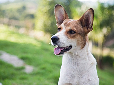 Confira as feiras de adoção de pets deste fim de semana em Alphaville