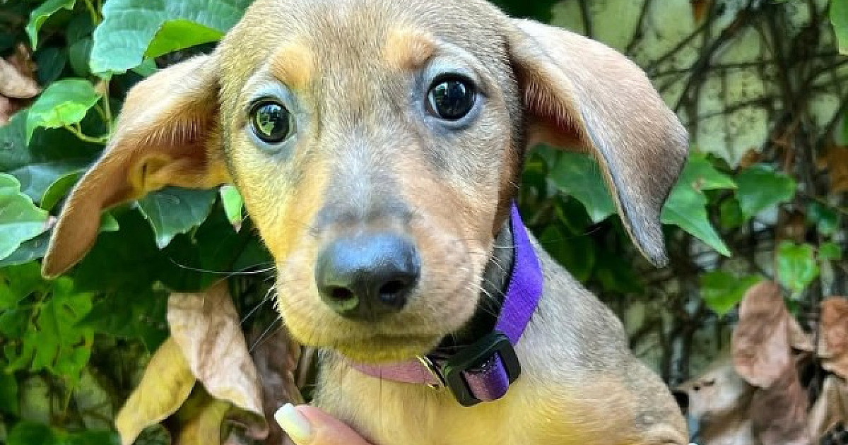 SOS Pet Alpha participe do evento "AUmastê" no dia 26