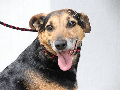 Barueri promove feiras de adoção de cães em Alphaville