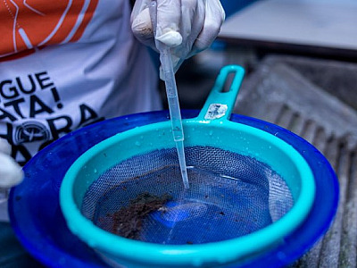 Barueri e Parnaíba têm queda no número de novos casos de dengue