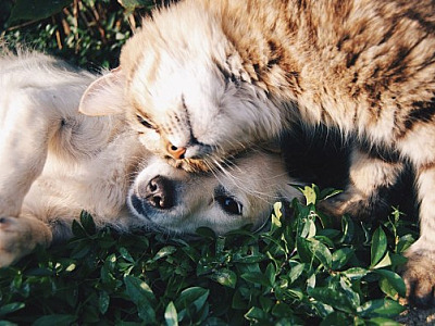 DogHero e Petlove lançam e-book gratuito sobre cuidados básicos com os pets