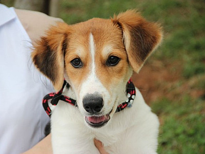 Feiras de adoção de animais acontecem neste fim de semana na região