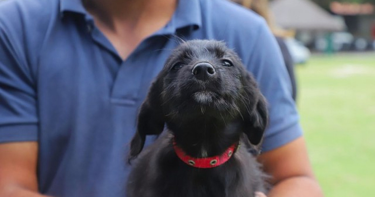 Cinco feiras de adoção de pets acontecerão em Alphaville em março