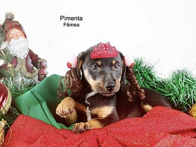 SOS Pet Alpha realiza venda de calendários 2024