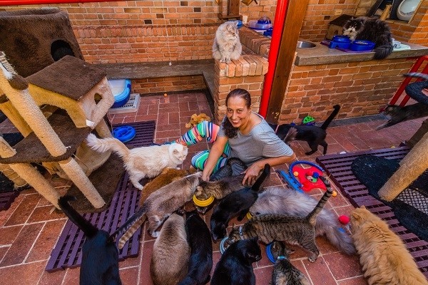 Barueri estuda projeto para ajudar protetores de animais na cidade