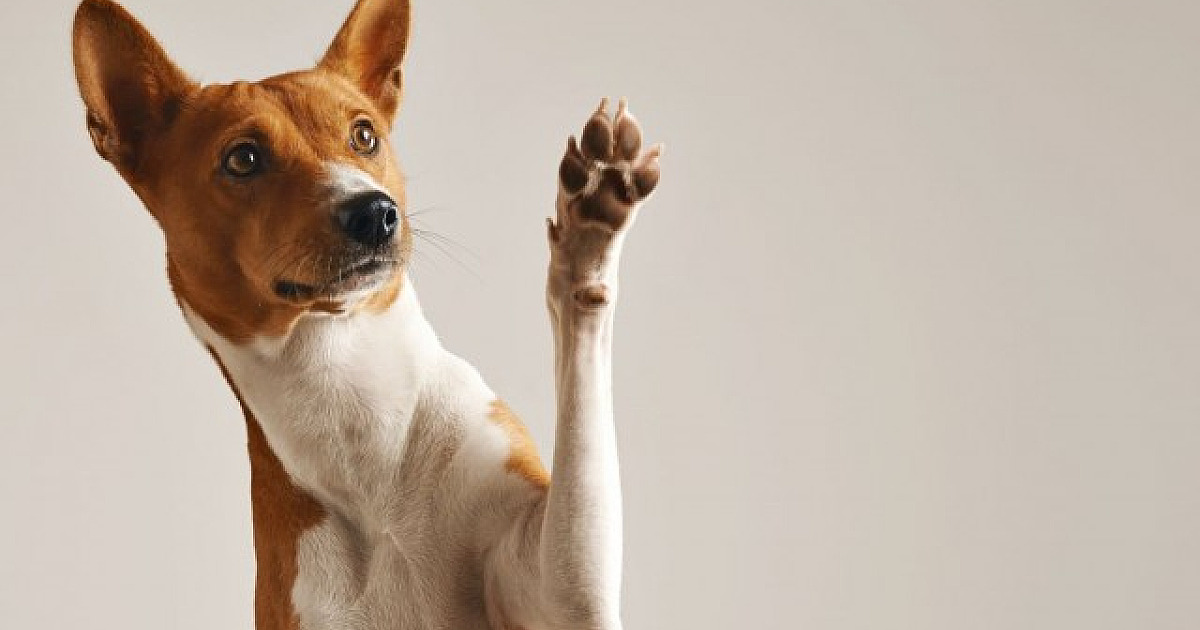 Shoppings do bairro recebem feiras de adoção de pets neste sábado (20)