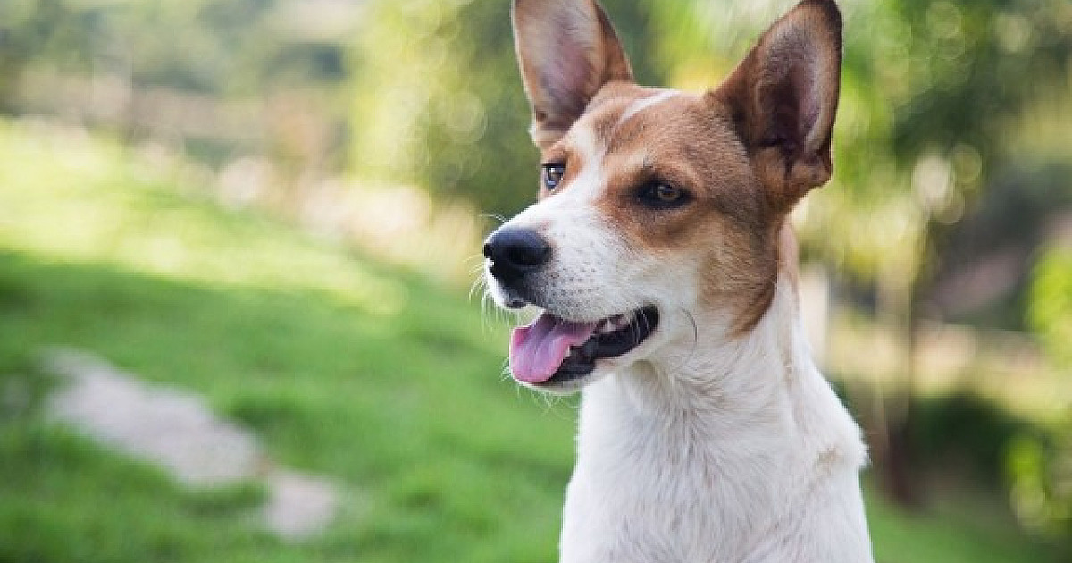 Feiras de adoção de animais acontecem neste fim de semana