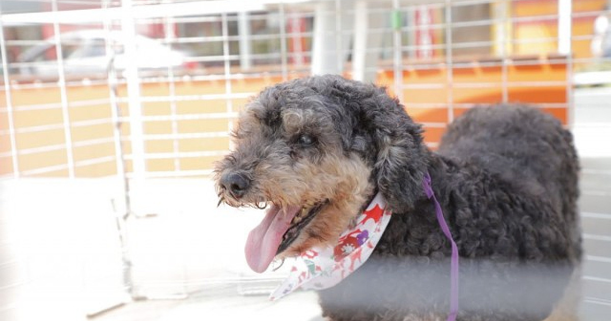 Confira as feiras de adoção de pets neste fim de semana em Alphaville