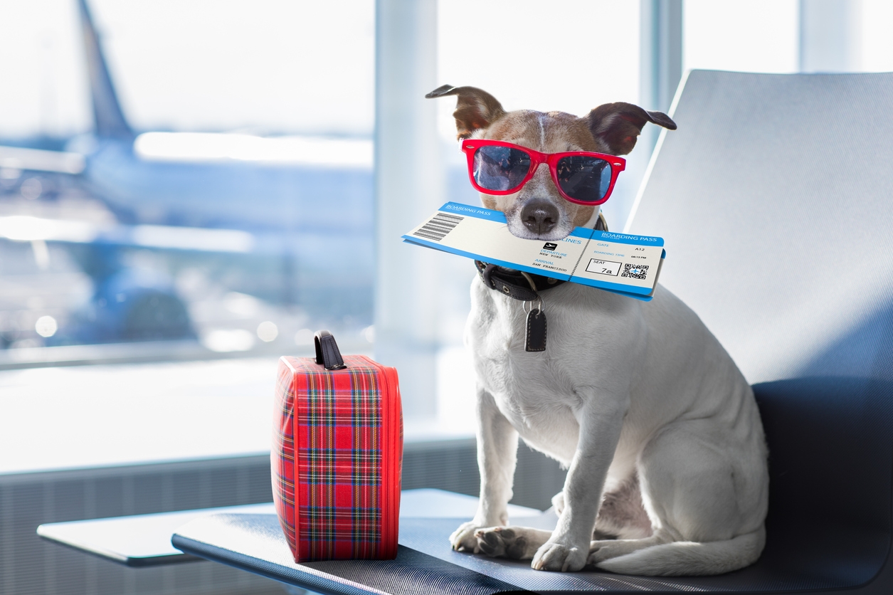 Fim de ano com os pets: fique ligado nos documentos exigidos para viagens internacionais