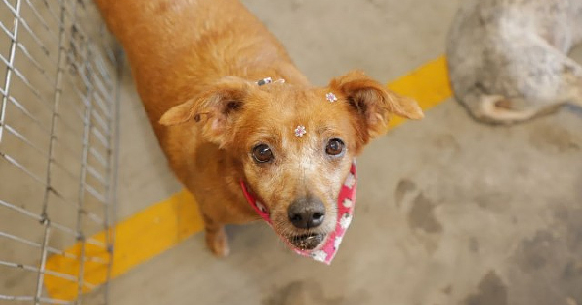 Parque Ecológico em Alphaville recebe feira de adoção de pets
