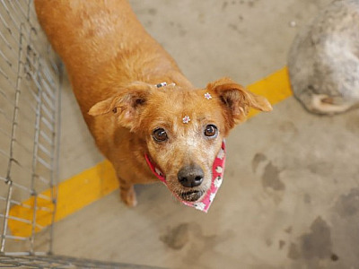 Parque Ecológico em Alphaville recebe feira de adoção de pets