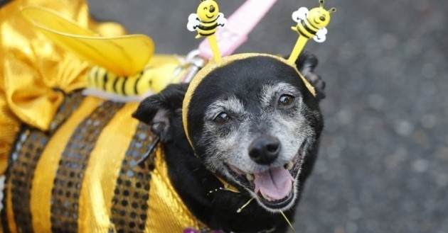 É possível curtir o carnaval com seu pet?