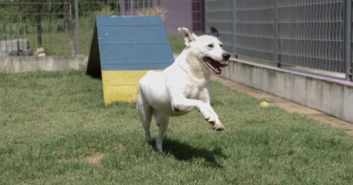 Alphaville recebe feiras de adoção de pets neste fim de semana